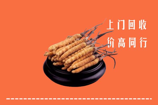 永济市回收冬虫夏草